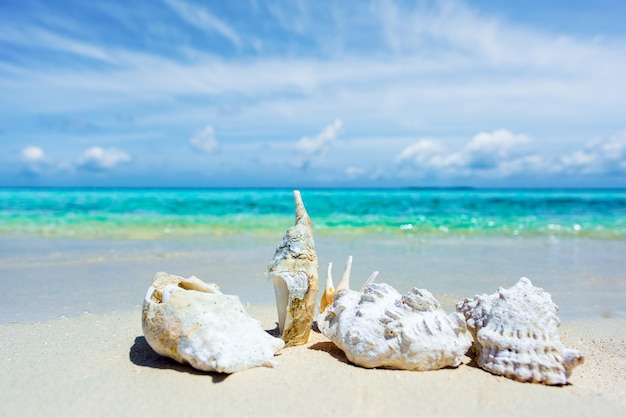 Underwater shells on the sand on the shore of the Indian Ocean Maldives