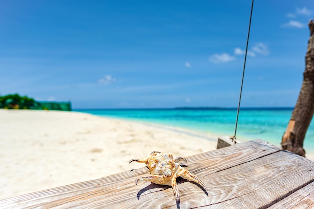 Underwater shells on the swing on the shore of the Indian Ocean