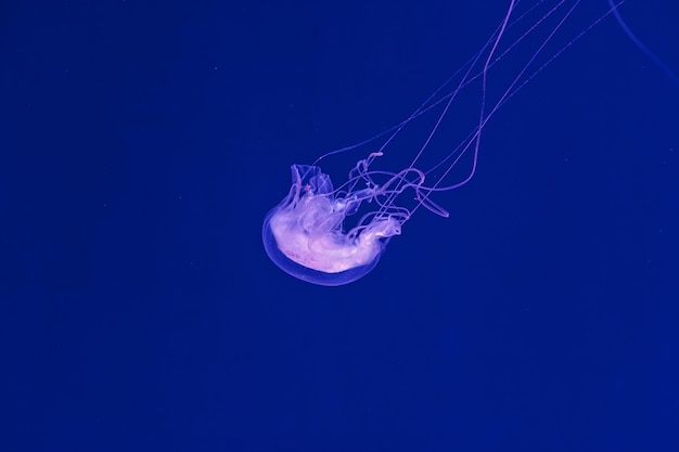 Underwater shooting of beautiful Amakusa Jellyfish small Sanderia Malayensis close up