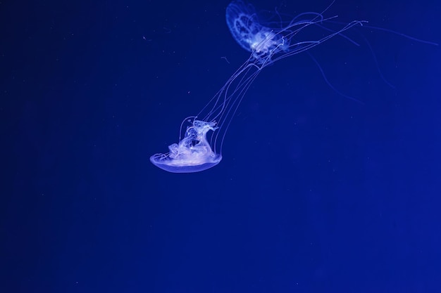 underwater shooting of beautiful Amakusa Jellyfish small Sanderia Malayensis close up