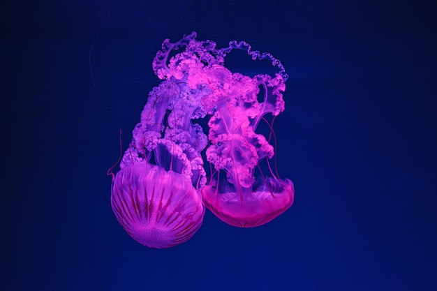 Underwater shooting of beautiful Chrysaora hysoscella close up