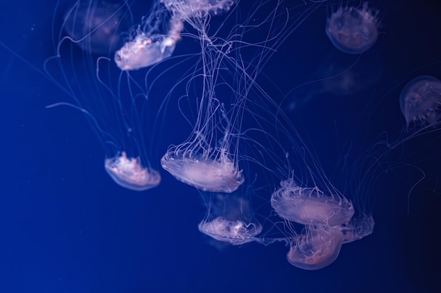 Underwater shooting of beautiful Chrysaora lactea close up