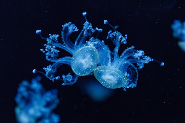 underwater shot of a beautiful Australian Spotted Jellyfish close up