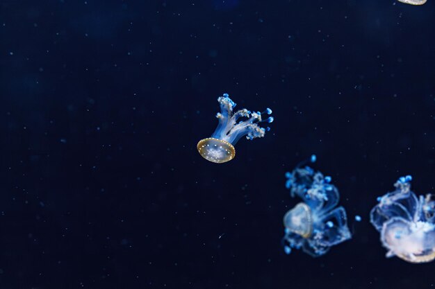 underwater shot of a beautiful Australian Spotted Jellyfish close up