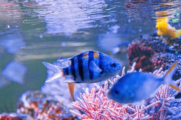 Underwater shot of fish Abudefduf saxatilis