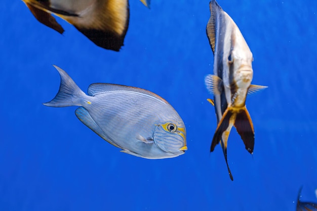 Underwater shot of fish Acanthurus mata