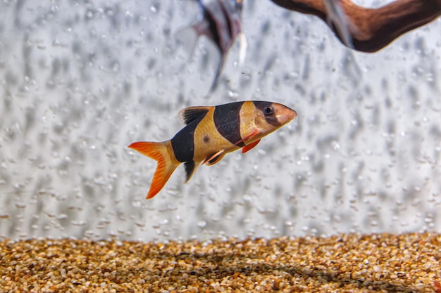 Underwater shot of fish Chromobotia macracanthus