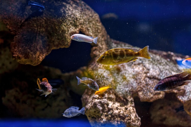 Underwater shot of fish Cichlidae