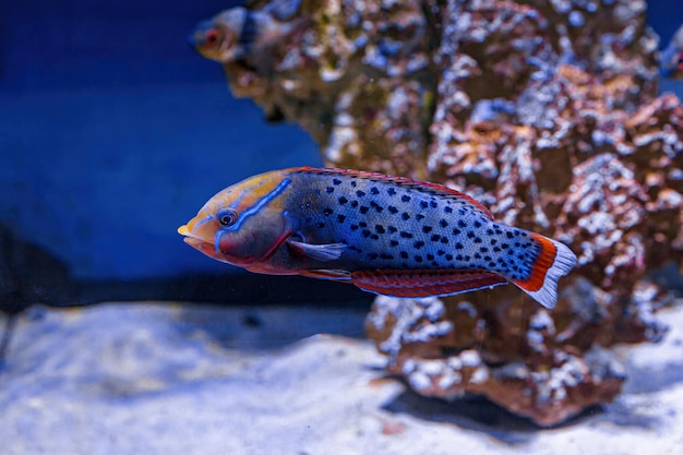 Underwater shot of fish Coris aygula