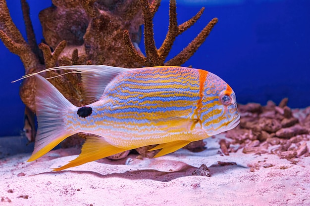 Underwater shot of fish Symphorichthys spilurus