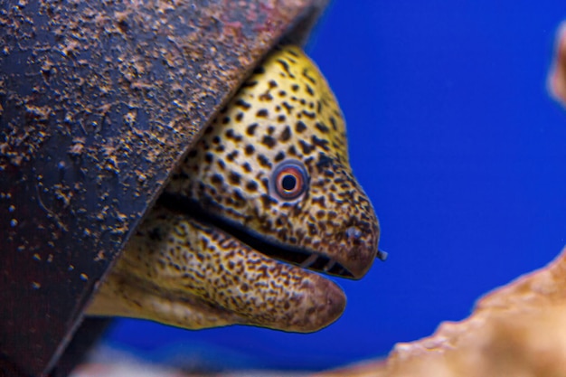 Underwater shot of Gymnothorax favagineus fish