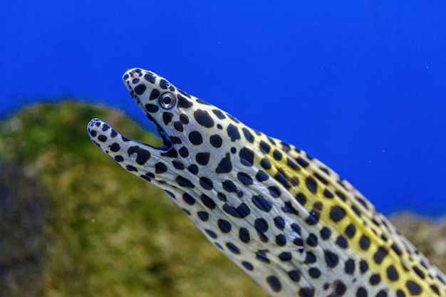 Underwater shot of Gymnothorax favagineus fish