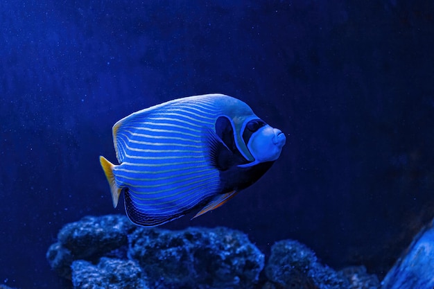 Underwater shot of Pomacanthus imperator fish