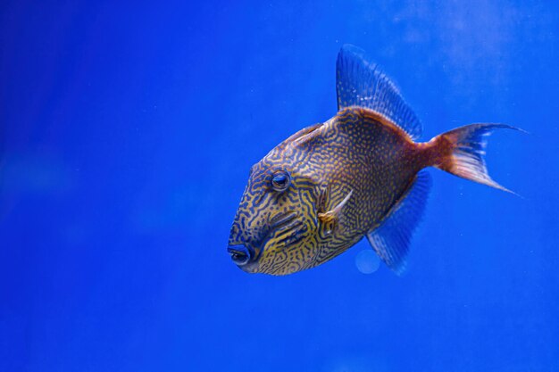 Photo underwater shot of pseudobalistes fuscus fish