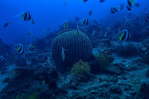 underwater sponge marine life / coral reef underwater scene abstract ocean landscape with sponge