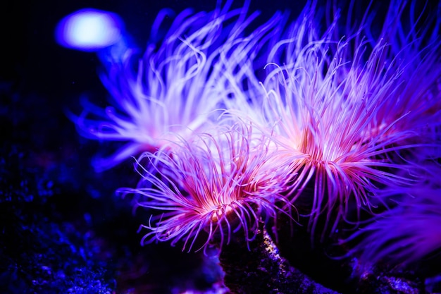 Underwater Underwater World Coral Reef