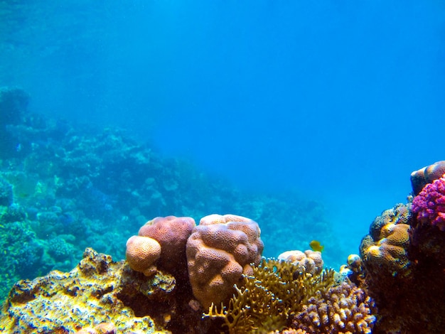 Underwater view of the coral reef and Tropical Fish.