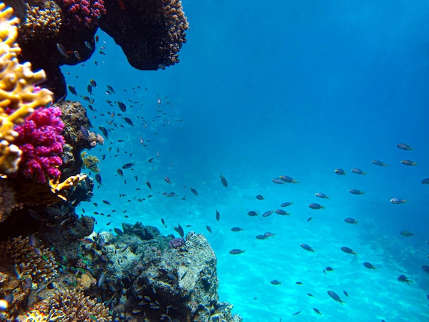 Underwater view of the coral reef and Tropical Fish.