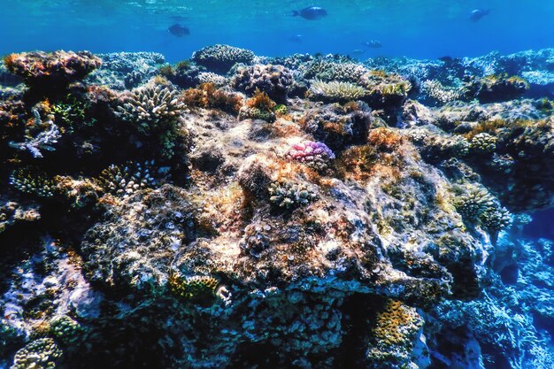 Underwater view of the coral reef, Tropical waters, Marine life