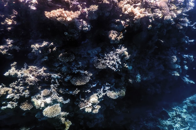 Underwater view of the coral reef, Tropical waters, Marine life