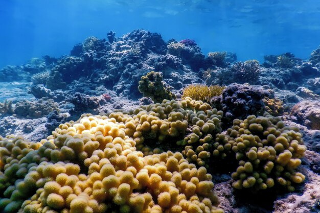 Underwater view of the coral reef, Tropical waters, Marine life