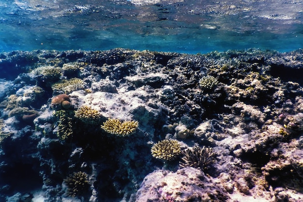 Underwater view of the coral reef, Tropical waters, Marine life