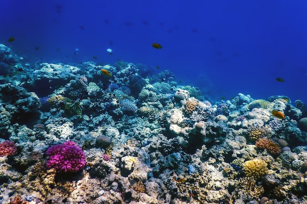 Underwater view of the coral reef, Tropical waters, Marine life