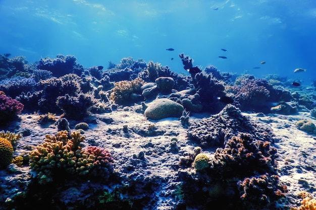 Underwater view of the coral reef, Tropical waters, Marine life