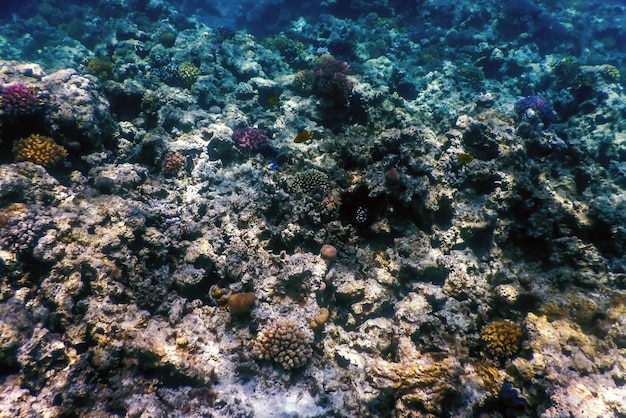 Underwater view of the coral reef, Tropical waters, Marine life