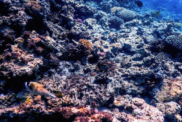 Underwater view of the coral reef, Tropical waters, Marine life