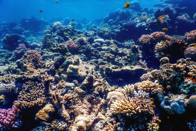 Underwater view of the coral reef, Tropical waters, Marine life