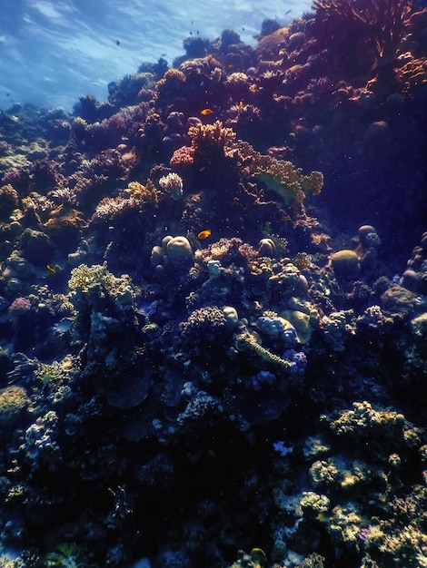 Underwater view of the coral reef, Tropical waters, Marine life