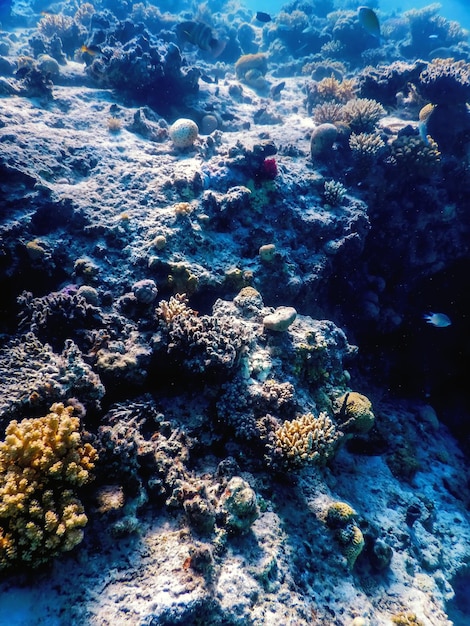 Underwater view of the coral reef, Tropical waters, Marine life