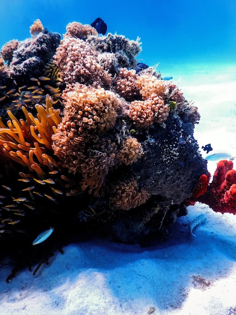 Underwater view of the coral reef, Tropical waters, Marine life