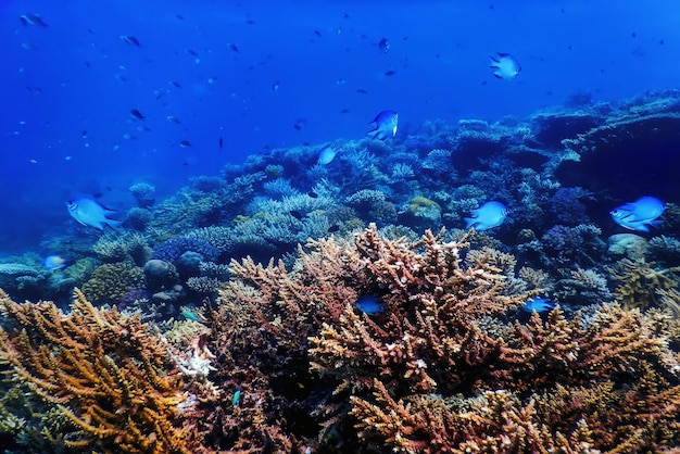 Underwater view of the coral reef, Tropical waters, Marine life