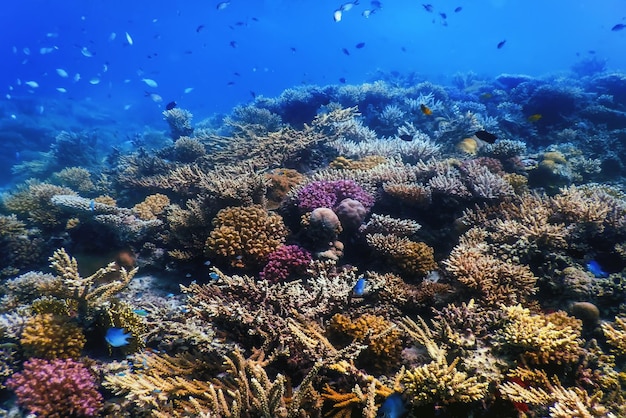 Underwater view of the coral reef, Tropical waters, Marine life