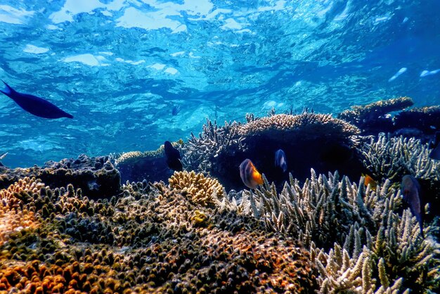 Underwater view of the coral reef, Tropical waters, Marine life