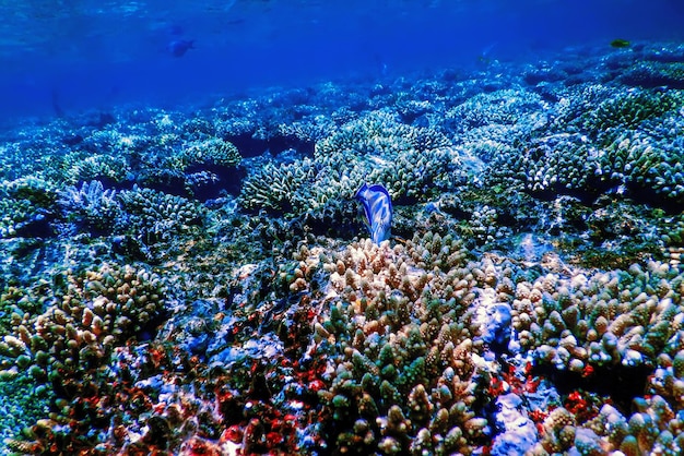 Underwater view of the coral reef, Tropical waters, Marine life