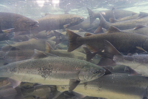 An underwater view of a group of wild salmon