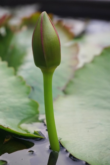 Undeveloped lotus flowers with lotus leaf background