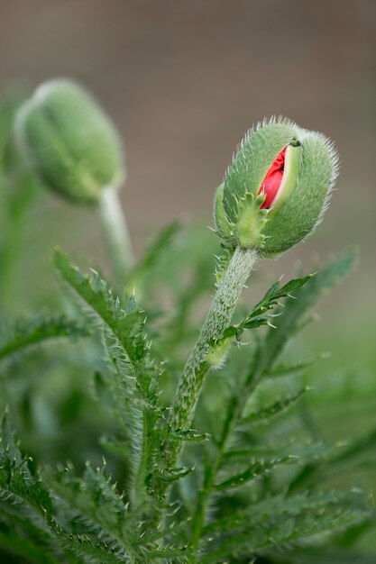 Undissolved red poppy flower buds