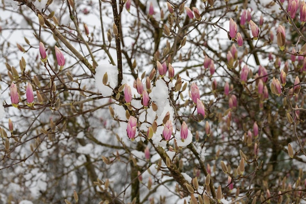 Unexpected cold snap Snow on flowering trees magnolia flowers in the snow