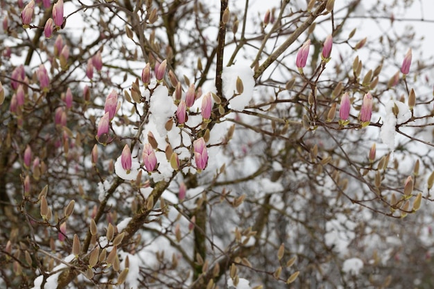 Unexpected cold snap snow on flowering trees magnolia flowers in the snow