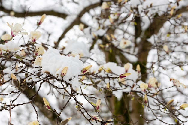 Unexpected cold snap Snow on flowering trees white magnolia flowers in the snow close up