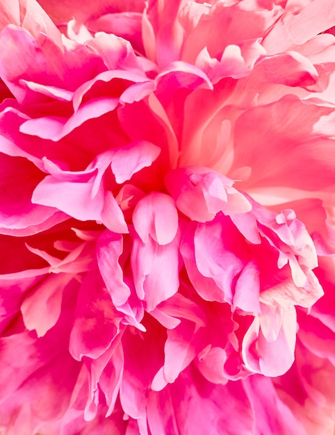 Unfocused abstract peony flowers background.