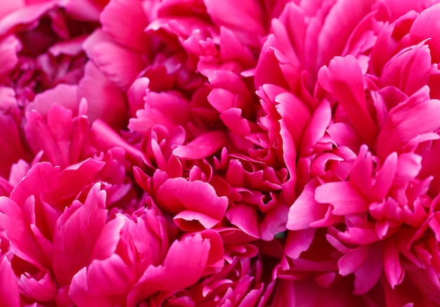 Unfocused blur peony petals abstract romance background pastel and soft flower card