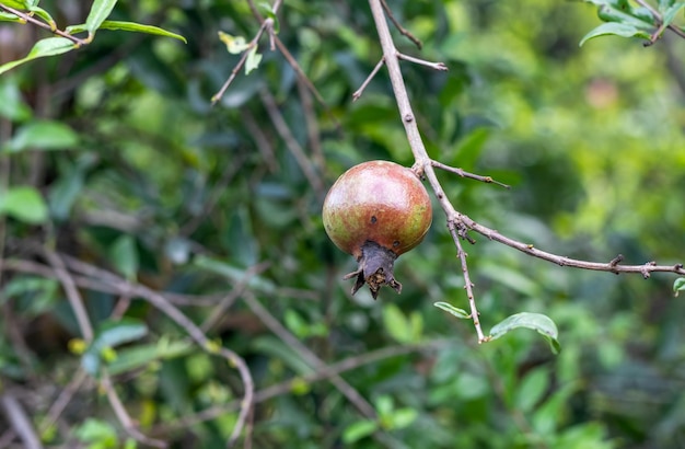 Unhealthy pomegranate fruit hanging on the tree close up with copy space