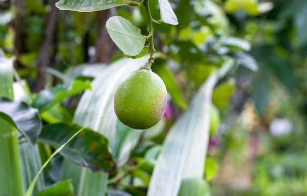 Unhealthy young lemon growing on the tree close up