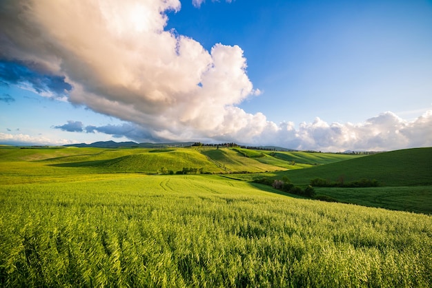 Unique green landscape in Volterra Valley Tuscany Italy Scenic dramatic sky and sunset light over cultivated hill range and cereal crop fields Toscana Italia