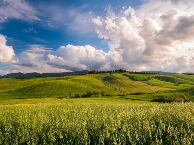 Unique green landscape in Volterra Valley Tuscany Italy Scenic dramatic sky and sunset light over cultivated hill range and cereal crop fields Toscana Italia